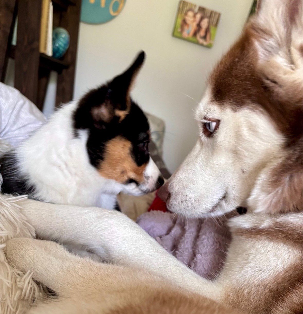Two happy dogs nose to nose, relaxing at home